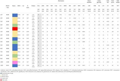 Omic insights into various ceftazidime-avibactam-resistant Klebsiella pneumoniae isolates from two southern Italian regions